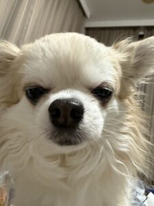 リサです🐶