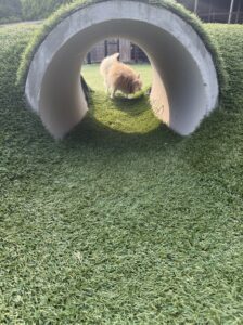 リサです🐶