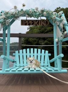 りさです！🐶