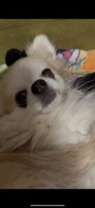りさです🐶