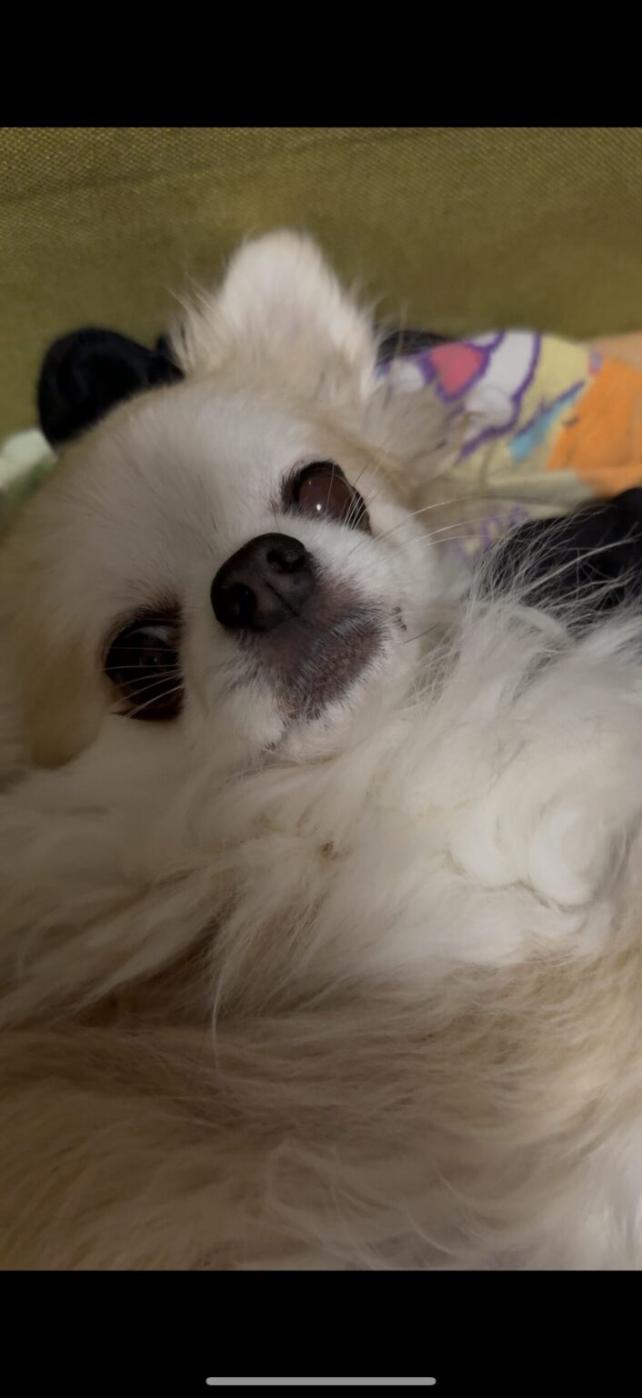 りさです🐶 - 新橋 スナック CARAT UTAGE 宴