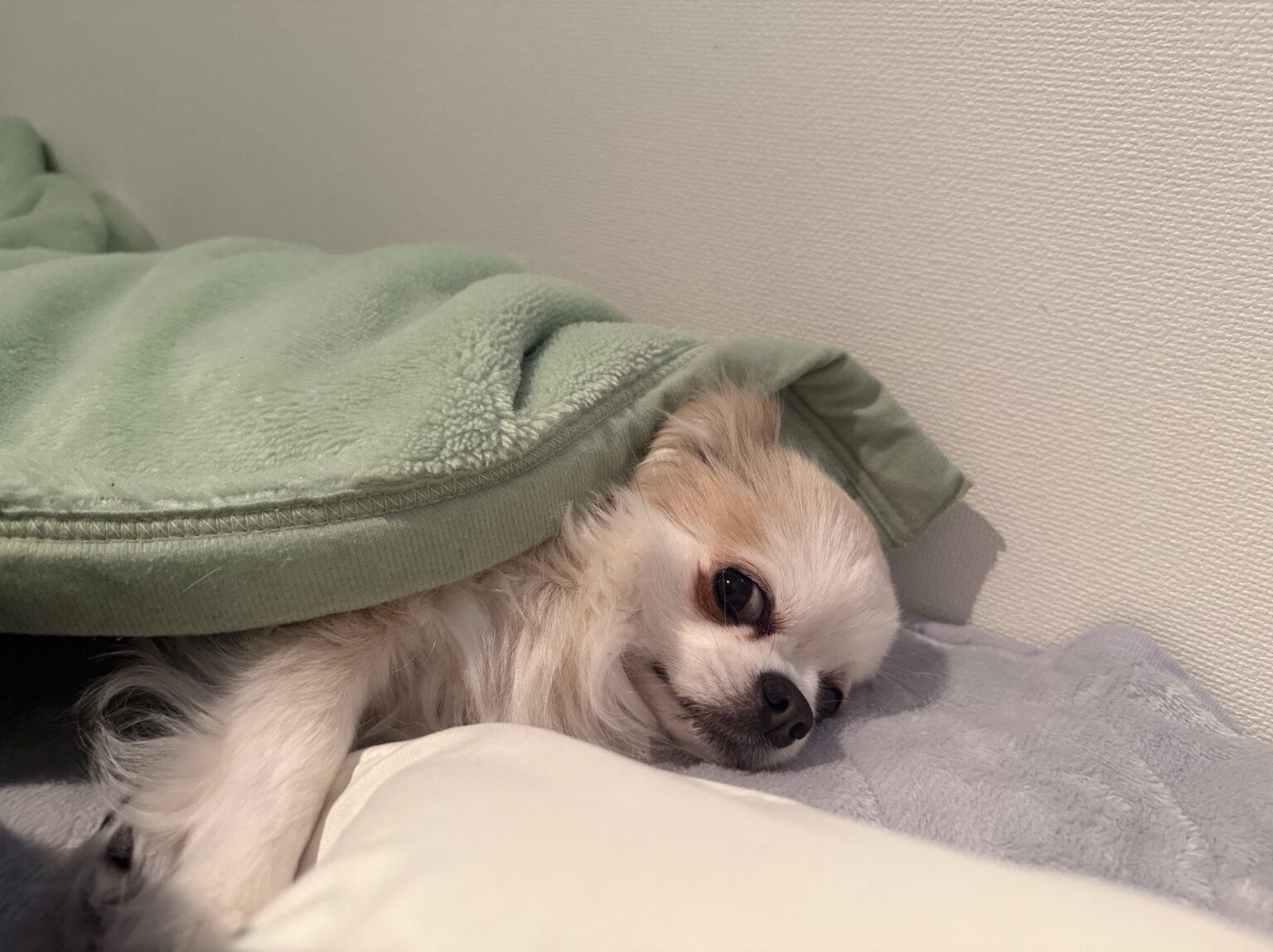 りさです🤧 - 新橋 スナック CARAT UTAGE 宴