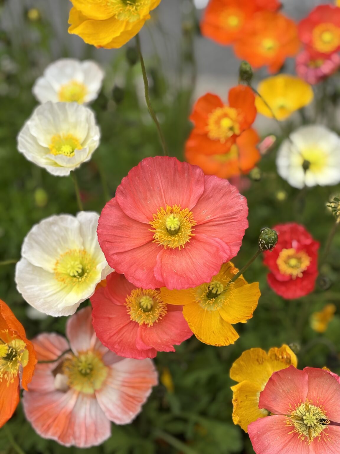 あゆみです♩ - 新橋 スナック CARAT UTAGE 宴