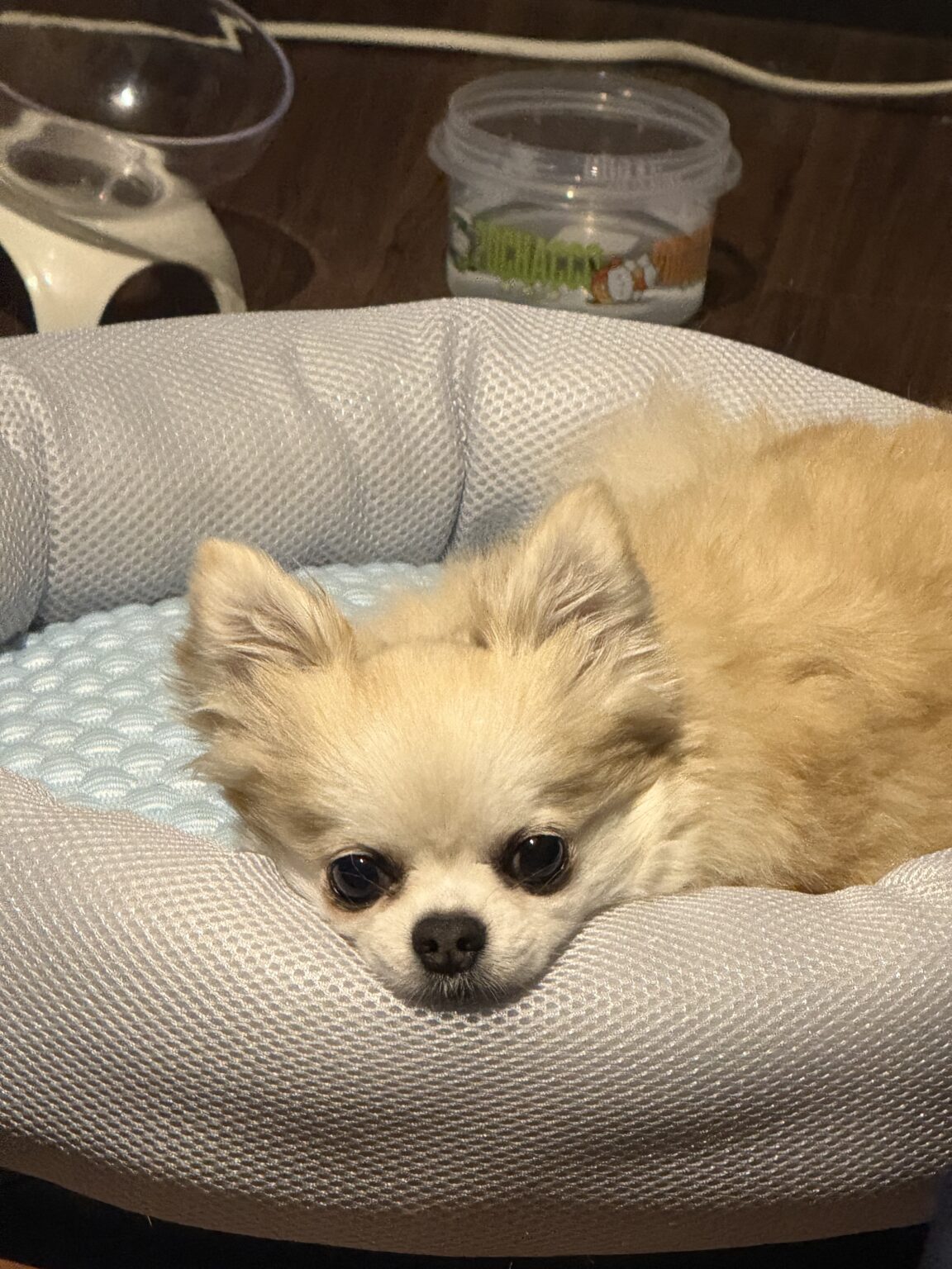 りさです🐶 - 新橋 スナック CARAT UTAGE 宴