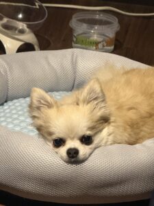 りさです🐶