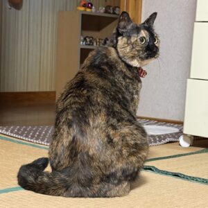 ココです⭐️