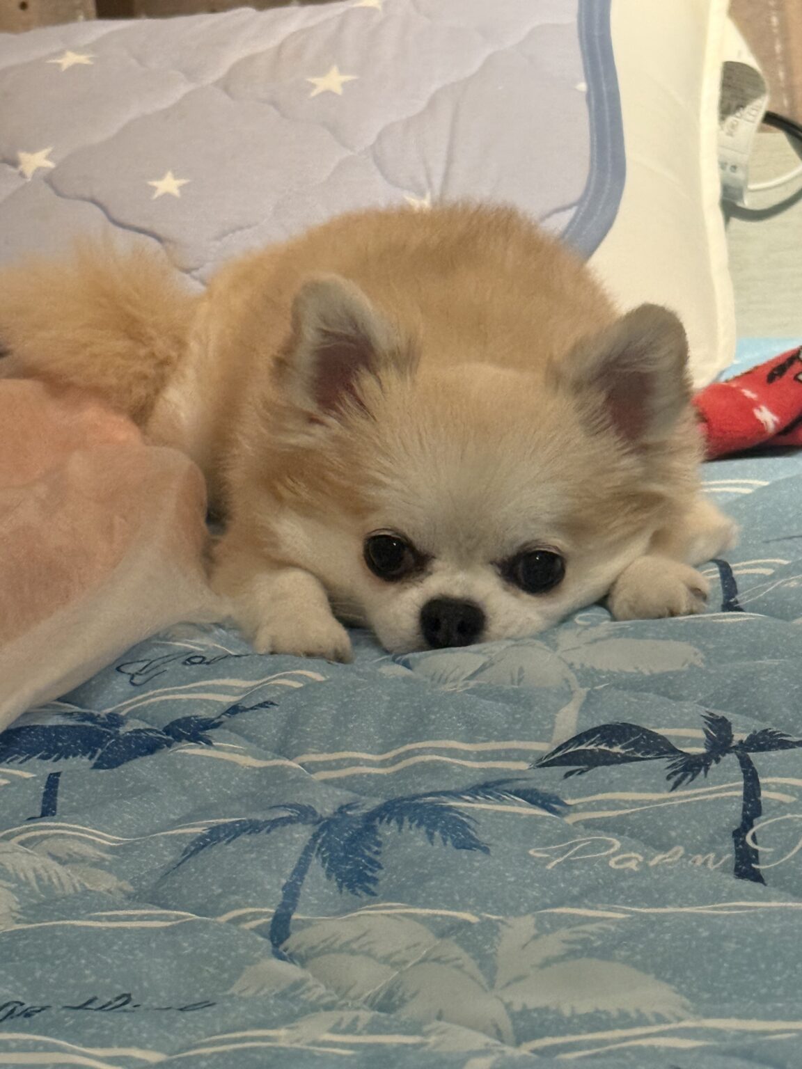 りさです🐶 - 新橋 スナック CARAT UTAGE 宴