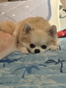 りさです🐶