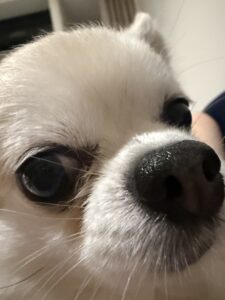 りさです！🎶